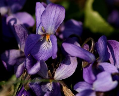 Sweet Violet (Luktviol) Viola odorata