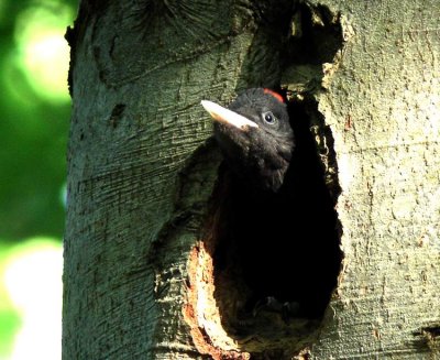 Black Woodpecker (Spillkrka) Dryocopus martius