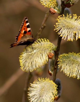 Small Tortoiseshell (Nässelfjäril) Papilio urticae