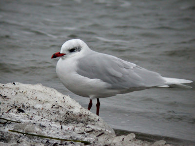 Mediteranian Gull (Svarthuvad mås) Larus melanocephalus
