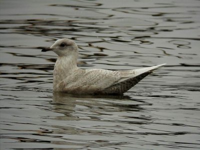 Iceland Gull (Vitvingad trut) Larus glaucoides