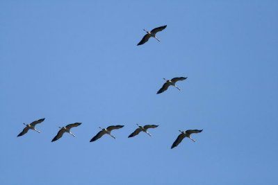 Cranes (Tranor) Grus grus