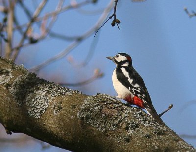 Greater Spotted Woodpecker (Strre hackspett) Dendrocopos major