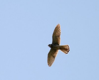 Kestrel (Tornfalk) Falco tinnunculus