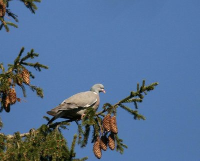 Wood Pigeon (Ringduva) Columba palumbus