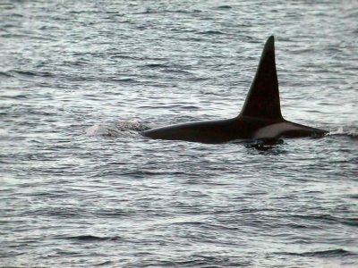 Killer Whale Thysfjord