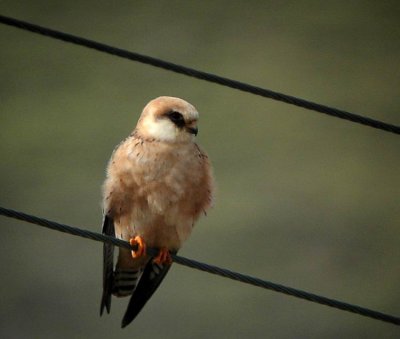 Red-footed Falcon (Aftonfalk) Falco vespertinus
