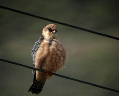 Red-footed Falcon (Aftonfalk) Falco vespertinus