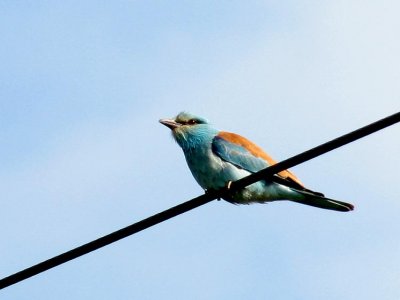  Roller (Blkrka) Coracias garrulus