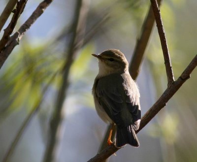 Willow Warbler (Lvsngare) Phylloscopus trochilus