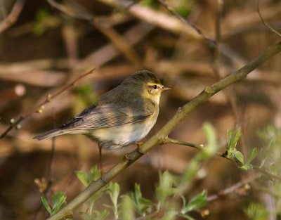 Willow Warbler (Lvsngare) Phylloscopus trochilus