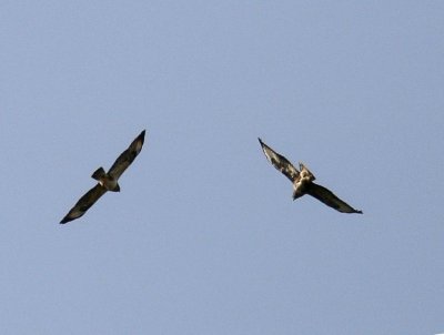 Common Buzzards (Ormvrkar) Buteo buteo