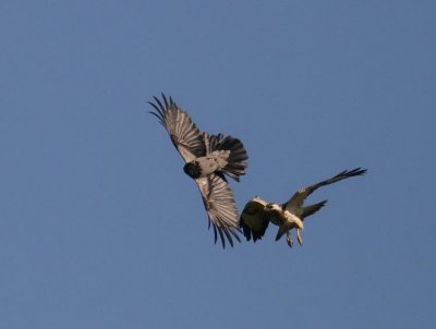 Common Buzzard fighting Carrion Crow
