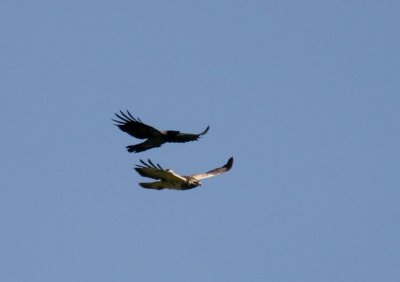 Common Buzzard fighting Carrion Crow