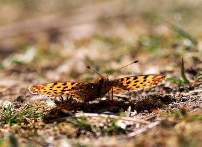 Queen of Spain Fritillary (Storfläckig pärlemorfjäril) Issoria lathonia
