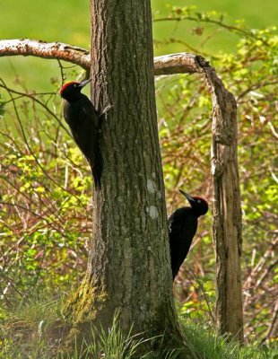 Black Woodpecker (Spillkrka) Dryocopus martius