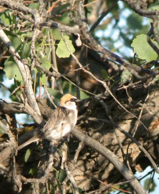 Saxaul Sparrow (Saxaulsparv)  Passer ammodendri