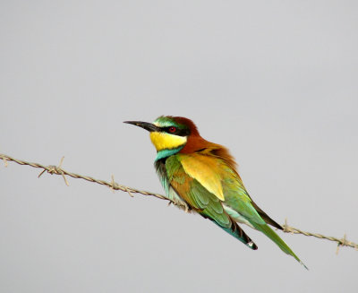 Bee-eater (Bitare) Merops apiaster