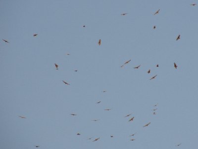 Steppe Buzzards (Stppvrkar) Buteo buteo vulpinus