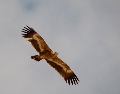 Steppe Eagle (Stpprn) Aquila nipalensis