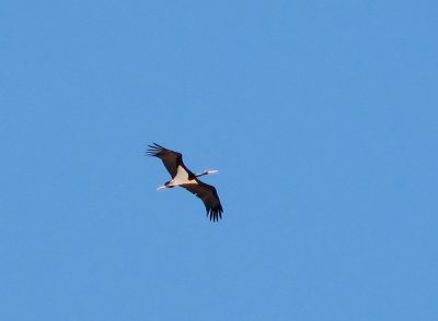 Black Stork (Svart stork) Ciconia nigra