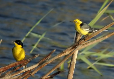 Yellow and Citrine Wagtail (Gulrla och citronrla) Motacilla flava feldegg and Motacilla citreola