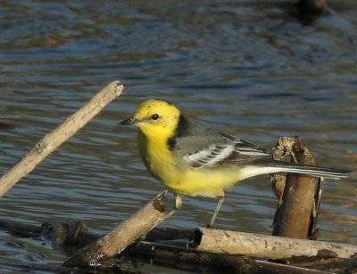 Citrine Wagtail (Citronrla) Motacilla citreola