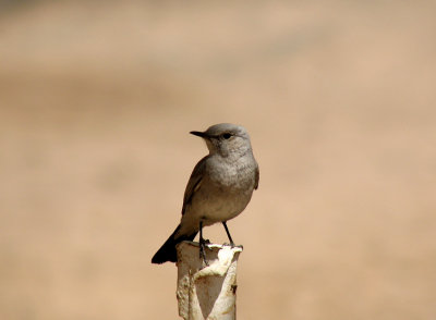 Blackstart (Svartstjrt) Cercomela melanura