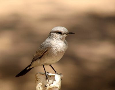 Blackstart (Svartstjrt) Cercomela melanura