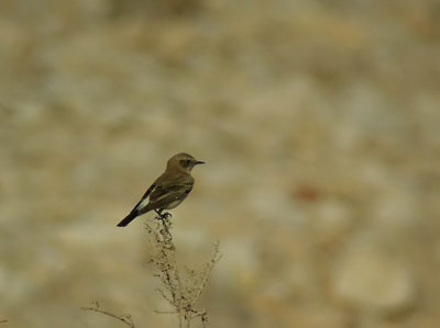 Desert Wheatear (kenstenskvtta) Oenanthe deserti