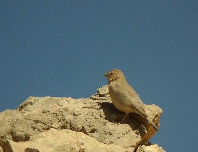 Sinai Rosefinch (Sinairosenfink) Carpodacus synoicus