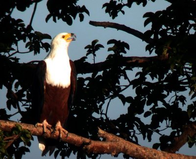 African Fish-eagle Haliaeetus vocifer