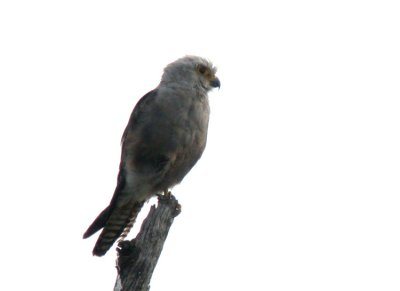 Dickinsons Kestrel Falco dickinsoni