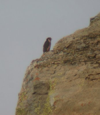 Taita Falcon (Taitafalk) Falco fasciinucha