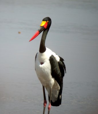 Saddle-billed Stork  Ephippiorhynchus senegalensis