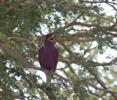 Broad-billed Roller Eurystomus glaucurus