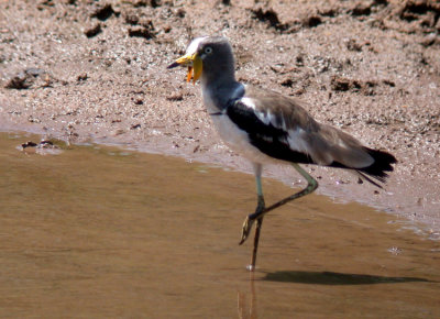 White-crowned Lapwing Vanellus albiceps