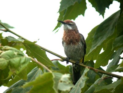 Gurneys Sugarbird Promerops gurneyi