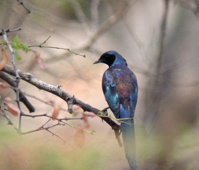 Longtailed Starling Lamprotornis mevesii