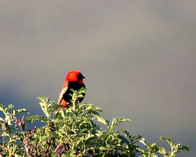 Southern Red Bishop Euplectes orix