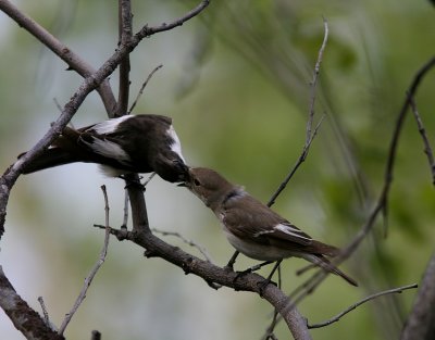 Pied Flycatcher (Svartvit flugsnappare) Ficedula hypoleuca