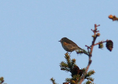 Red-flanked Bluetail (Blstjrt)  Tarsiger cyanurus