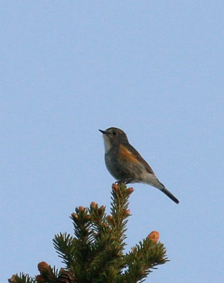 Red-flanked Bluetail (Blåstjärt) Tarsiger cyanurus