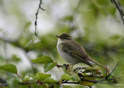 Arctic Warbler (Nordsngare) Phylloscopus borealis