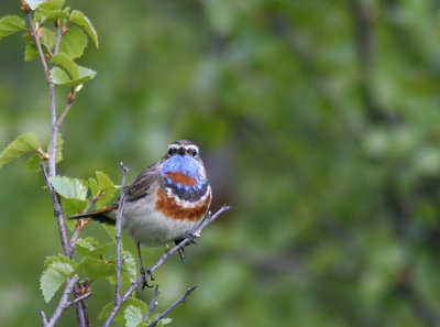 Bluethroat (Blhake) Luscinia svecica