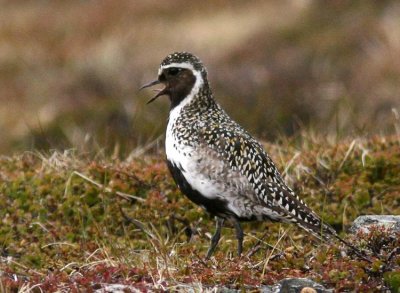 Golden Plover (Ljungpipare) Pluvialis apricaria