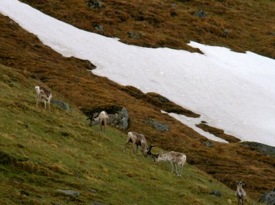 Reindeer in Krkevagge