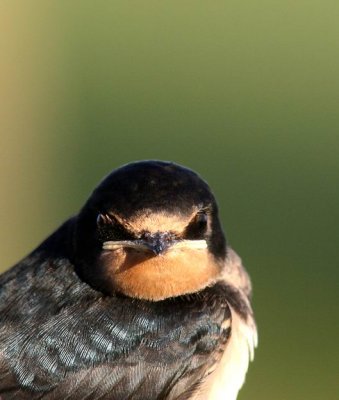 Barn Swallow (Ladusvala) Hirundo rustica