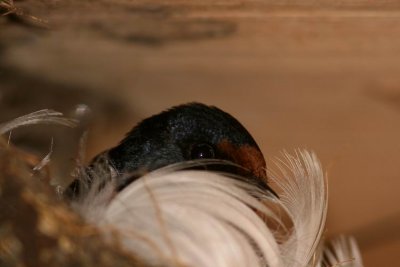 Barn Swallow (Ladusvala) Hirundo rustica