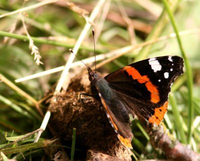 Red Admiral (Amiral) Vanessa atalanta
